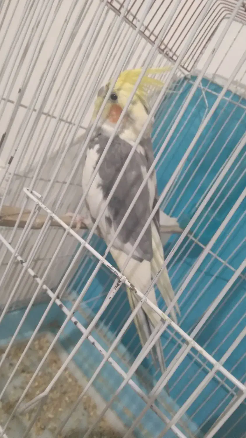 عروس هلندی نر|پرنده|شیروان (خراسان), |دیوار