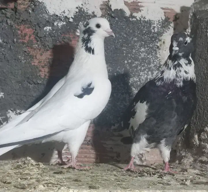 کبوتر شاپر وابلغ|پرنده|ایلام, |دیوار