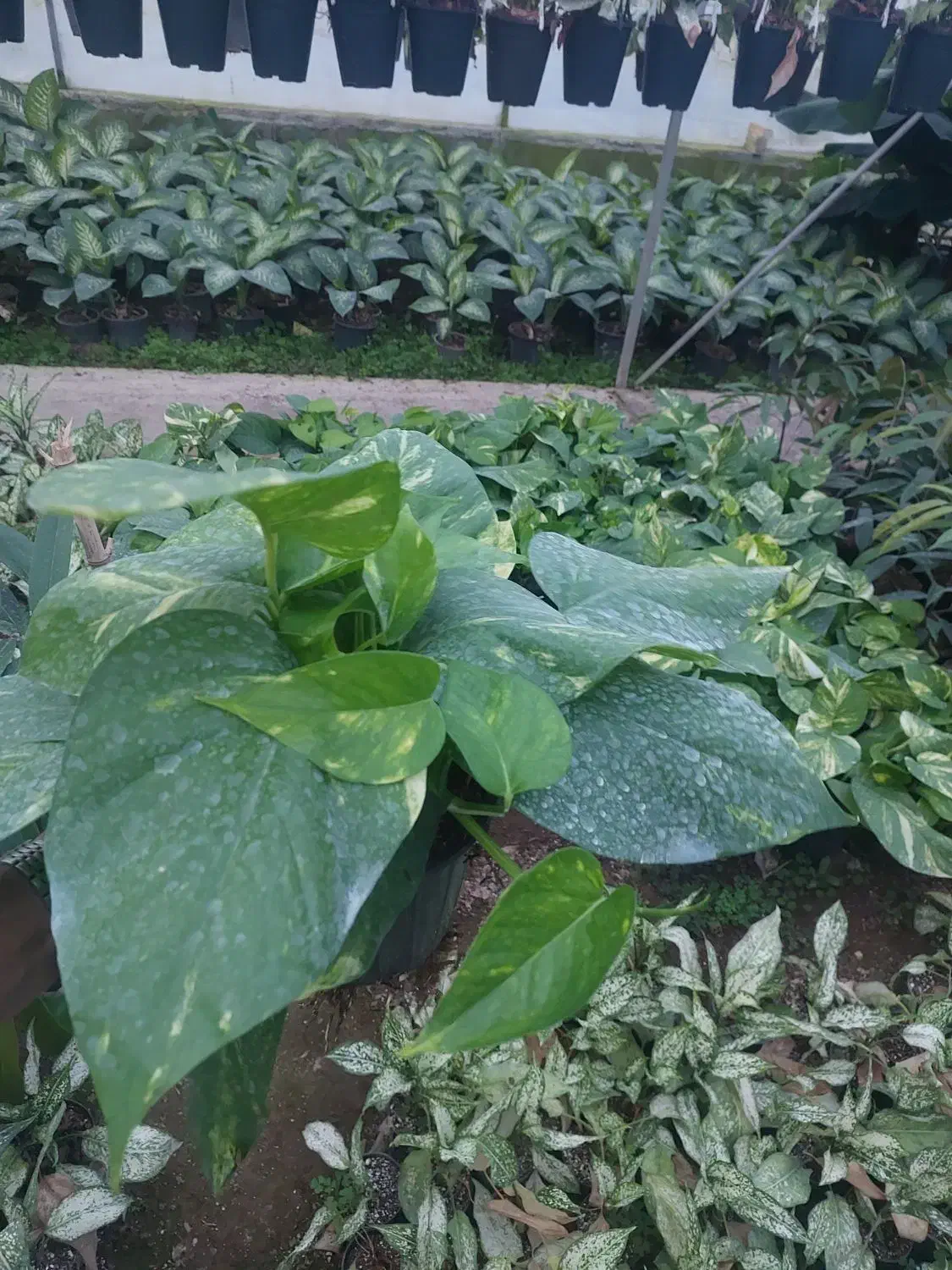 پتوس زعفرانی کینگ|گل و گیاه طبیعی|تهران, سازمان آب|دیوار