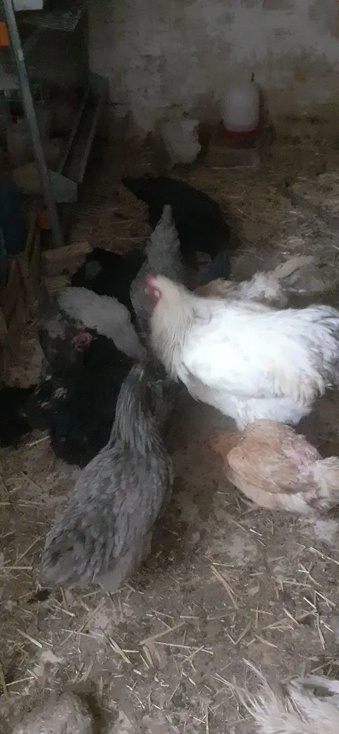 تخم مرغ|حیوانات مزرعه|قم, تعویض پلاک|دیوار