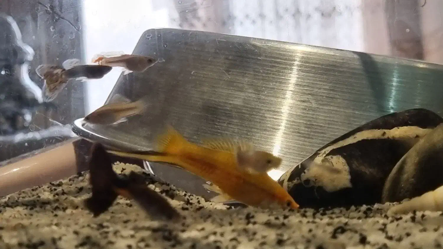 فروش  ماهی گوپی و دمشمشیری|ماهی|تهران, خلیج فارس|دیوار