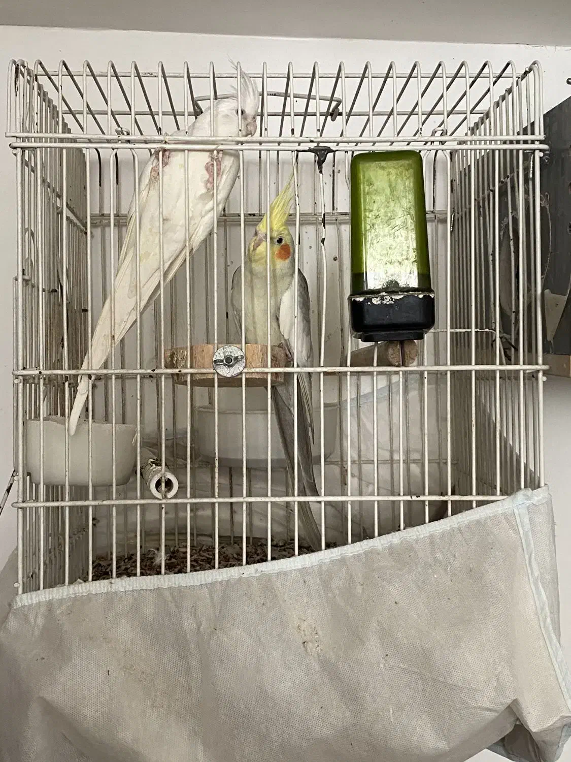 عروس هلندی|پرنده|بافق, |دیوار