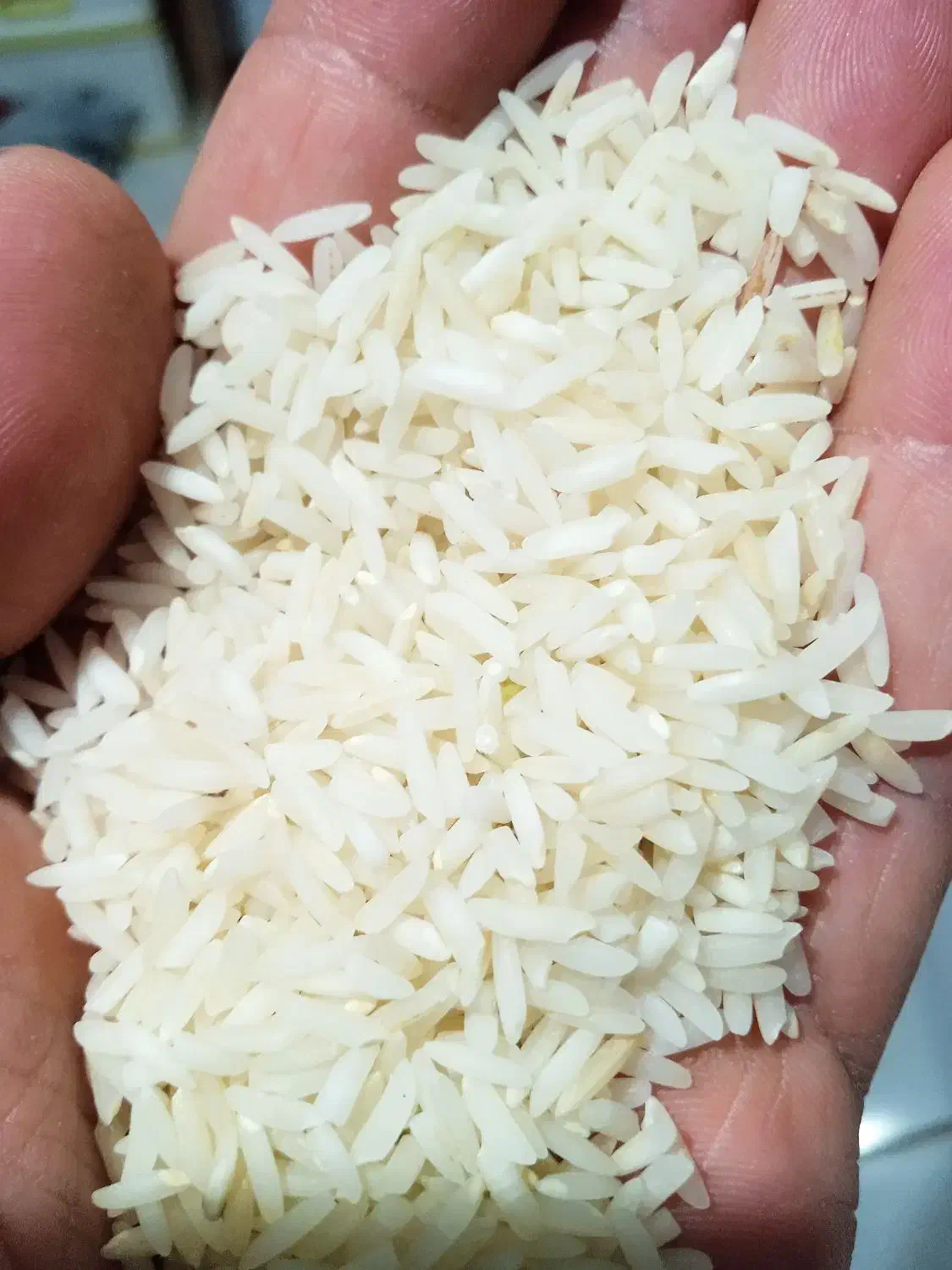 برنج صدری زرد دم|خوردنی و آشامیدنی|رشت, پاره بیجار|دیوار