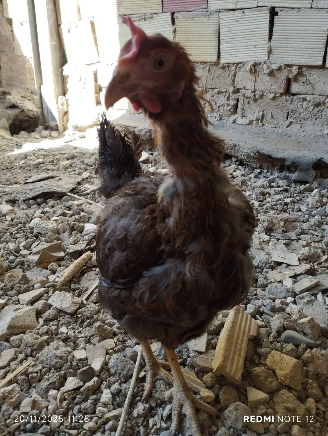 خروس گلین|حیوانات مزرعه|تهران, امیریه|دیوار