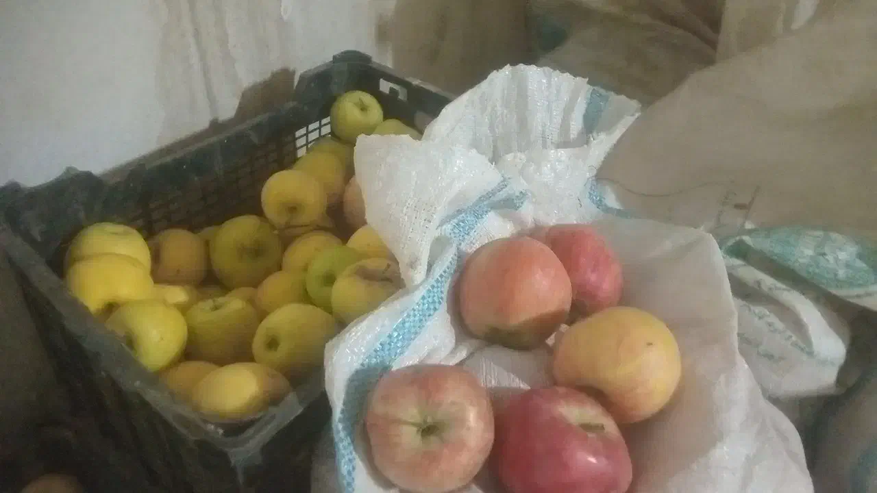 فروش عمده سیب درجه یک و دو|خوردنی و آشامیدنی|صائین قلعه, |دیوار