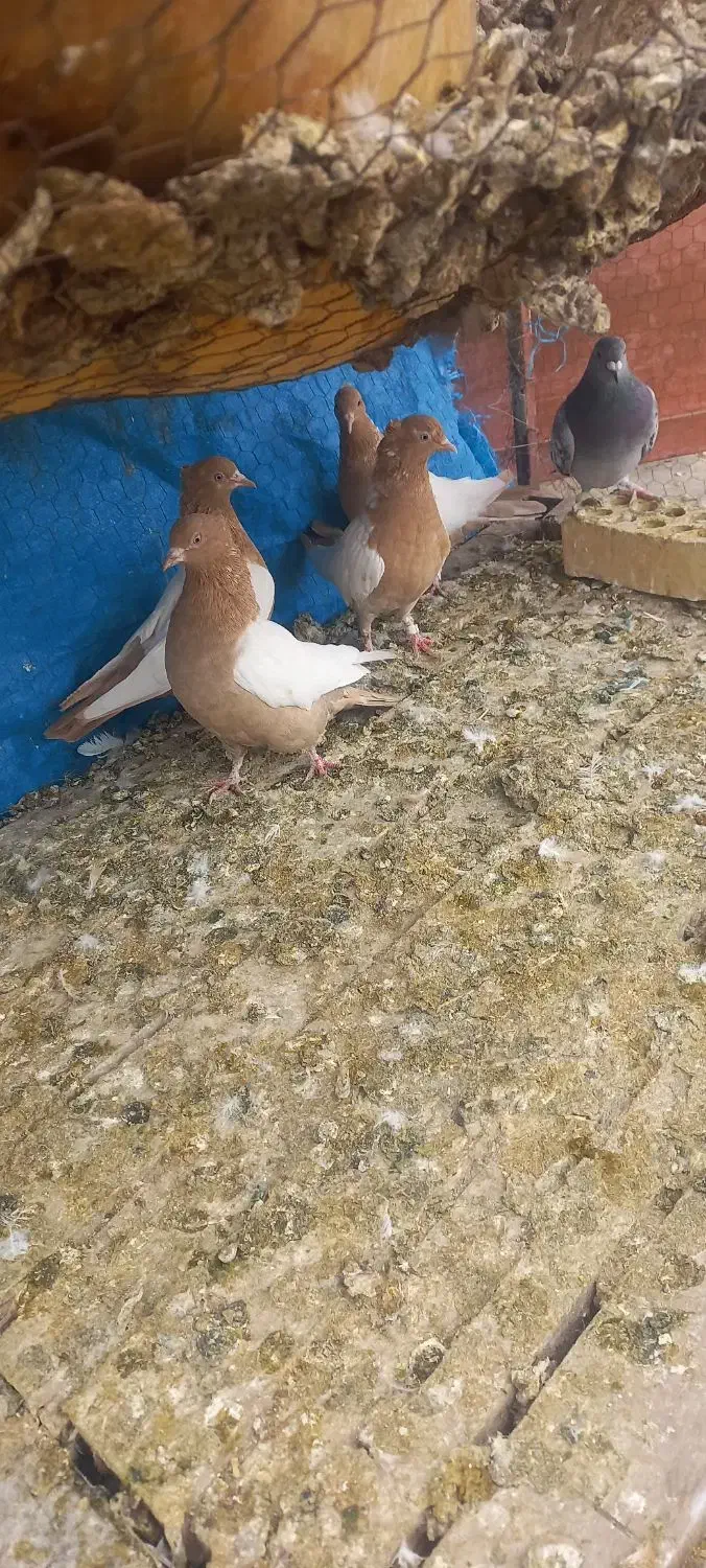 جوجه سینه ای|پرنده|لنجان, |دیوار