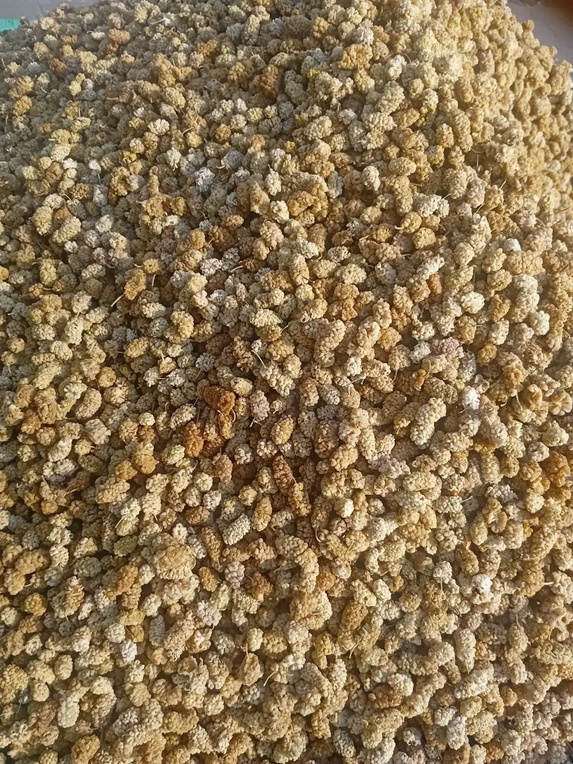 توت خشک درجه یک کردستان .فروش به صورت عمده|عمده‌فروشی|رشت, چله خانه|دیوار