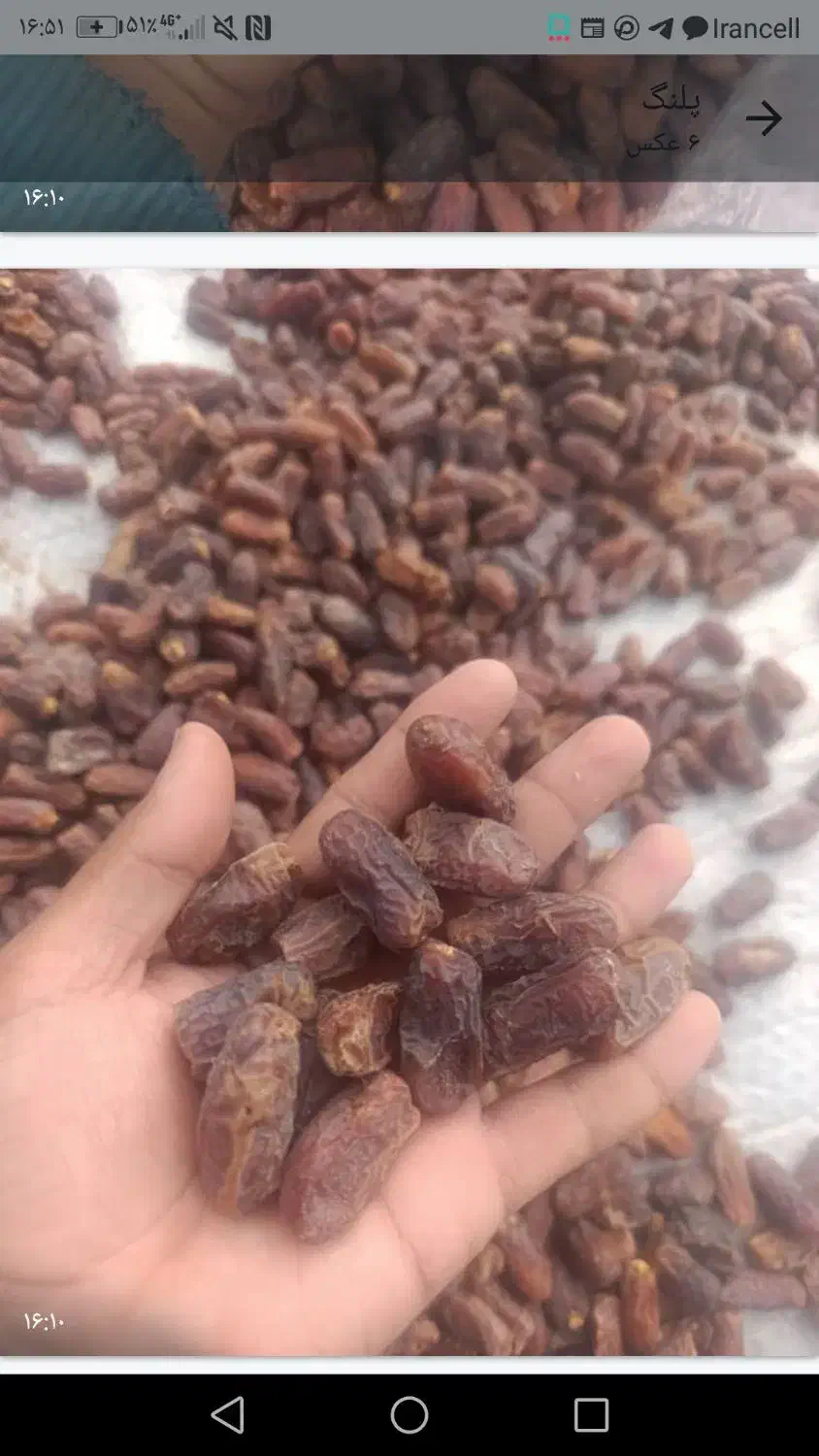 خرما|خوردنی و آشامیدنی|طرقبه, |دیوار