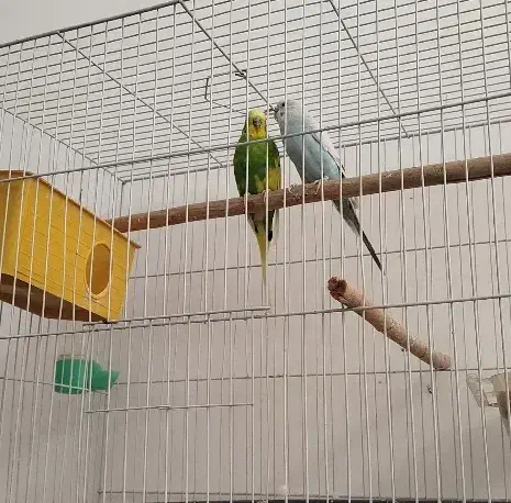 مرغ عشق|پرنده|مشهد, نیزه|دیوار