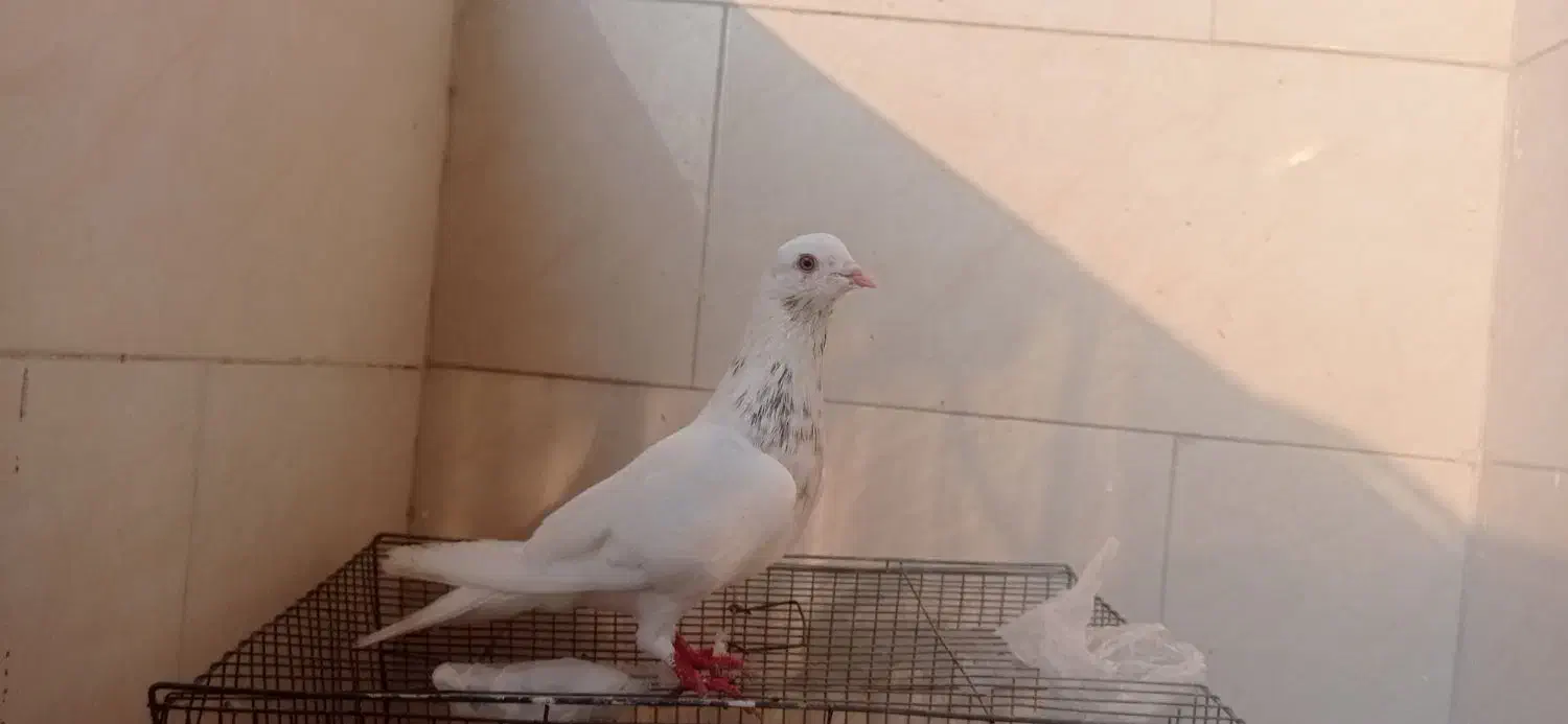 کبوتر همرنگ|پرنده|میناب, |دیوار