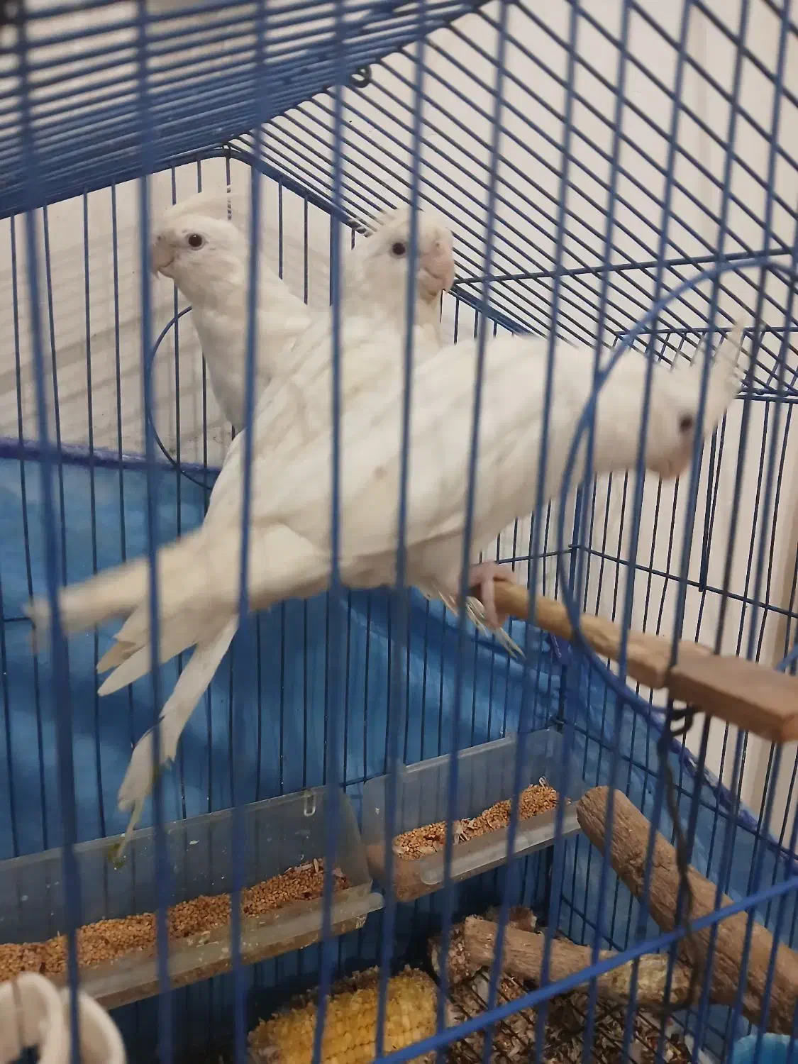 عروس پاریس|پرنده|سوسنگرد, |دیوار