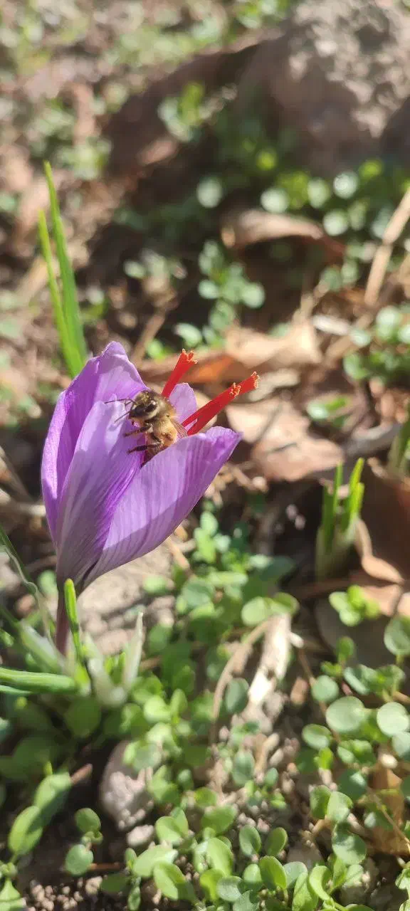 چیدن زعفران|استخدام صنعتی، فنی، مهندسی|کوهدشت, |دیوار