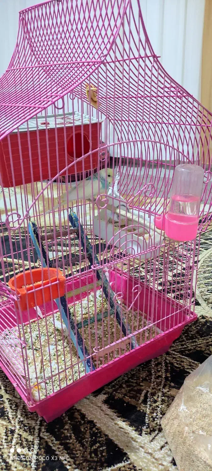 مرغ عشق مولد|پرنده|سقز, |دیوار