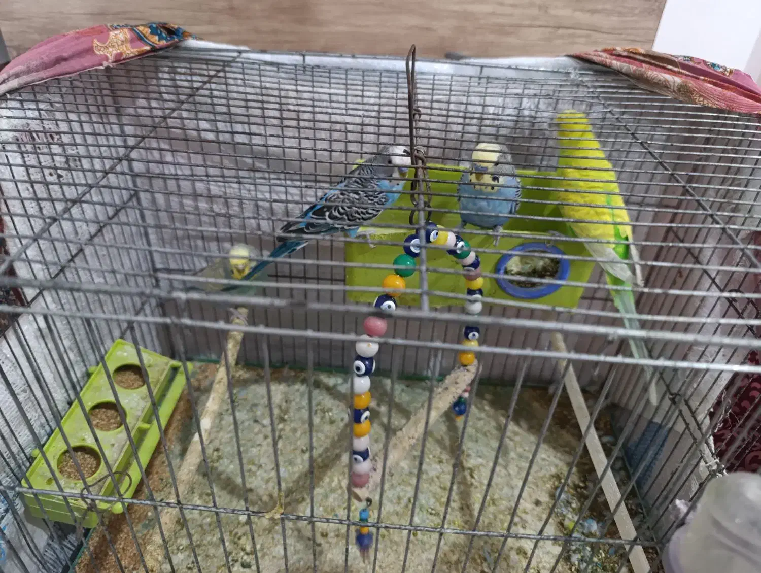 4 عدد مرغ عشق|پرنده|مشگین شهر, |دیوار