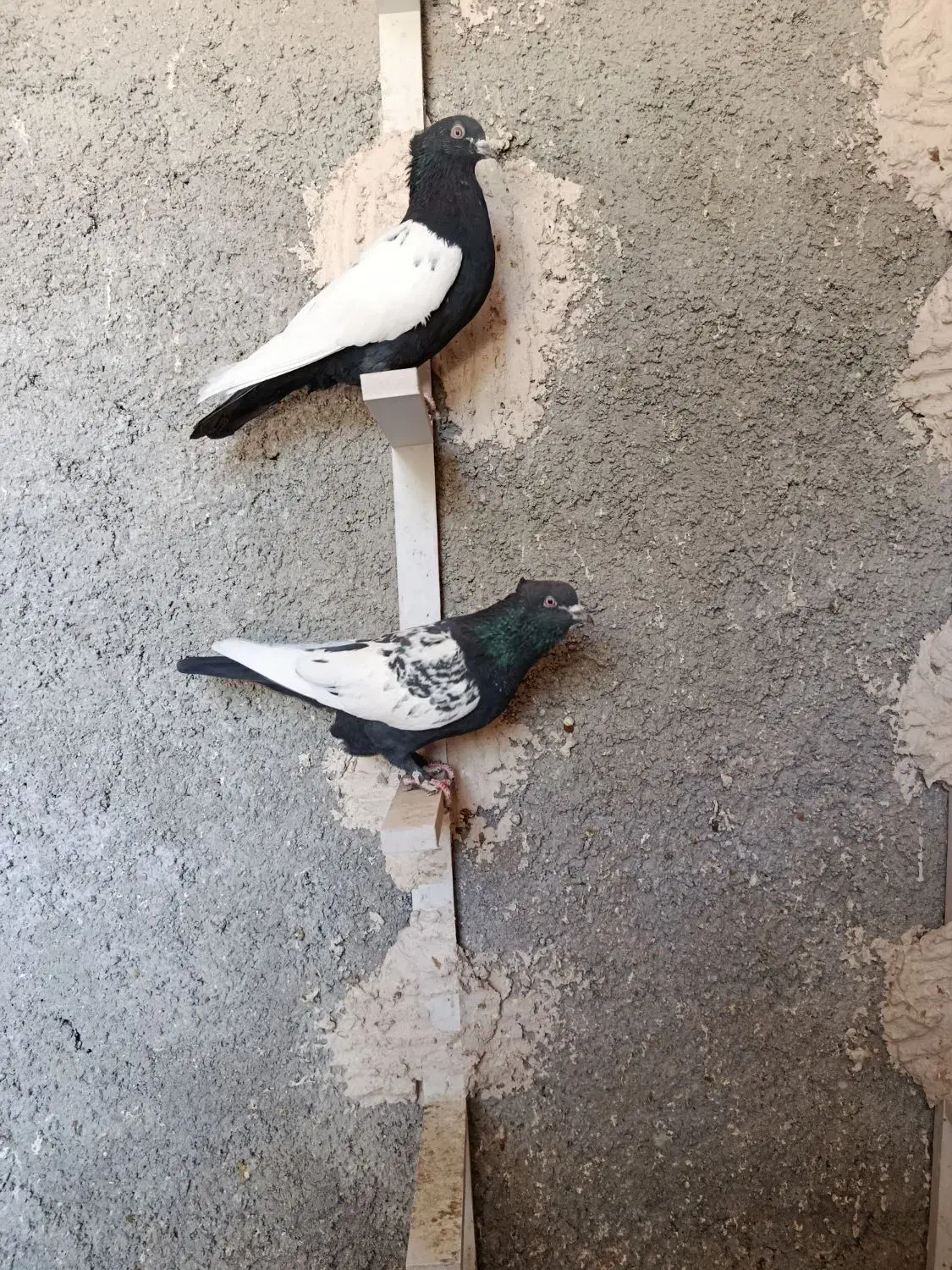 سینه سیاه|پرنده|مرودشت, بیست متری بیمارستان|دیوار