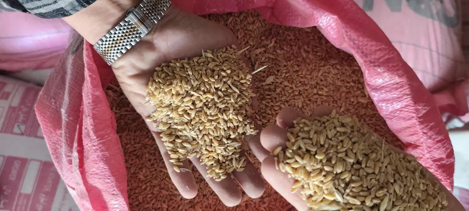 ۲۰تن گندم پیشگام|حراج|گیان, |دیوار