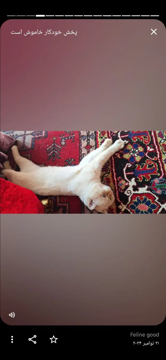 گربه پرشین اسکاتیش نر|گربه|تبریز, |دیوار