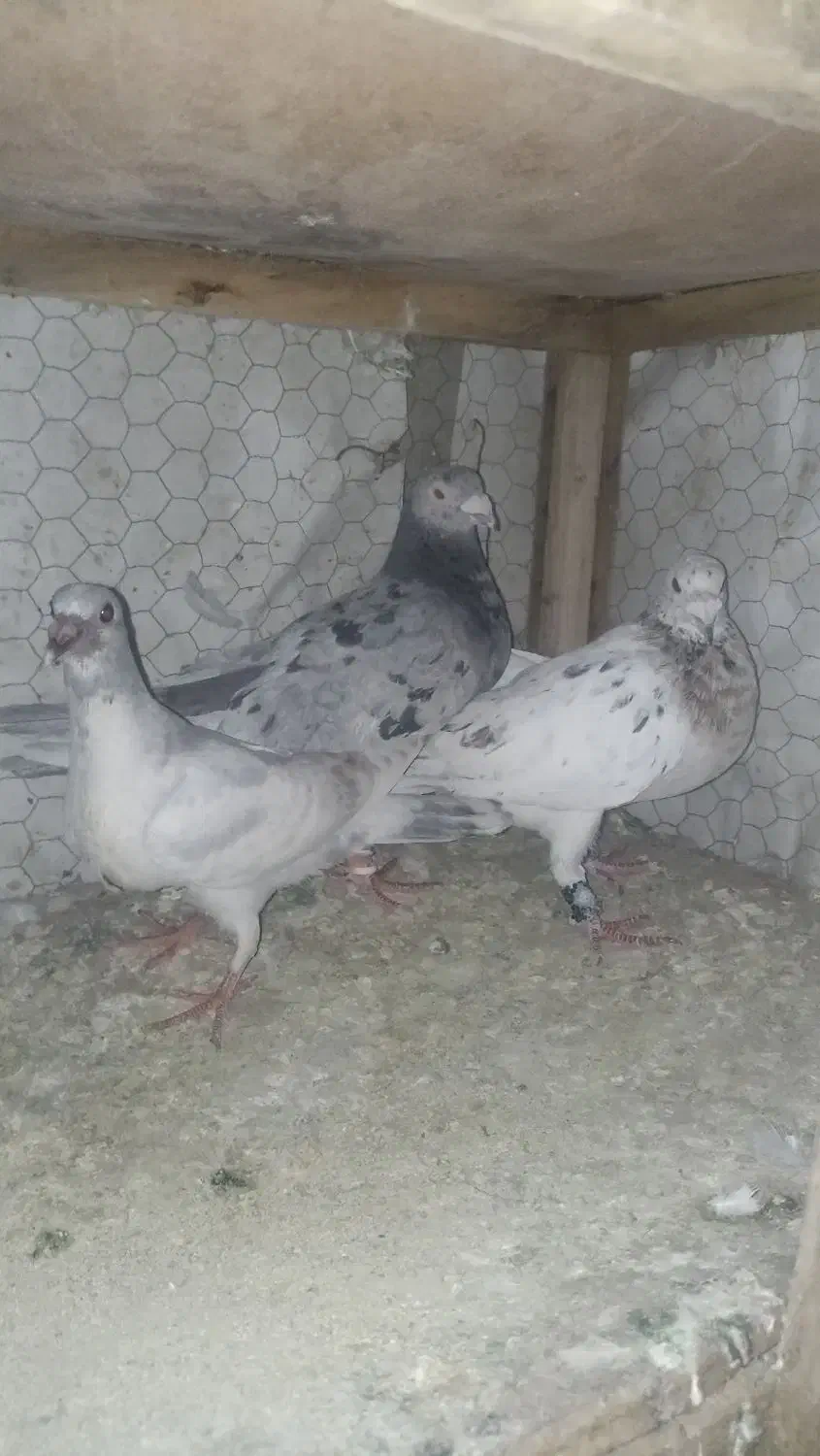 کبوتر سرور خووب|پرنده|شیراز, سیاه سنگ|دیوار