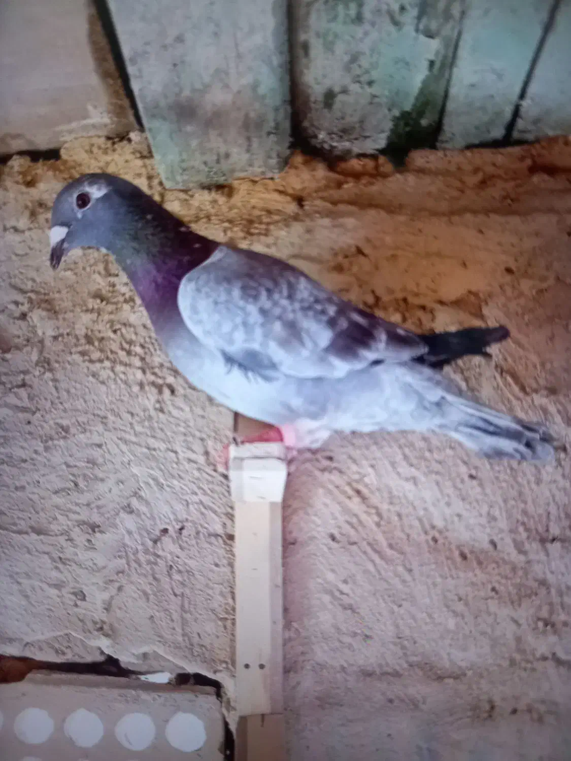 ماده موریس|پرنده|قلندر آباد, |دیوار