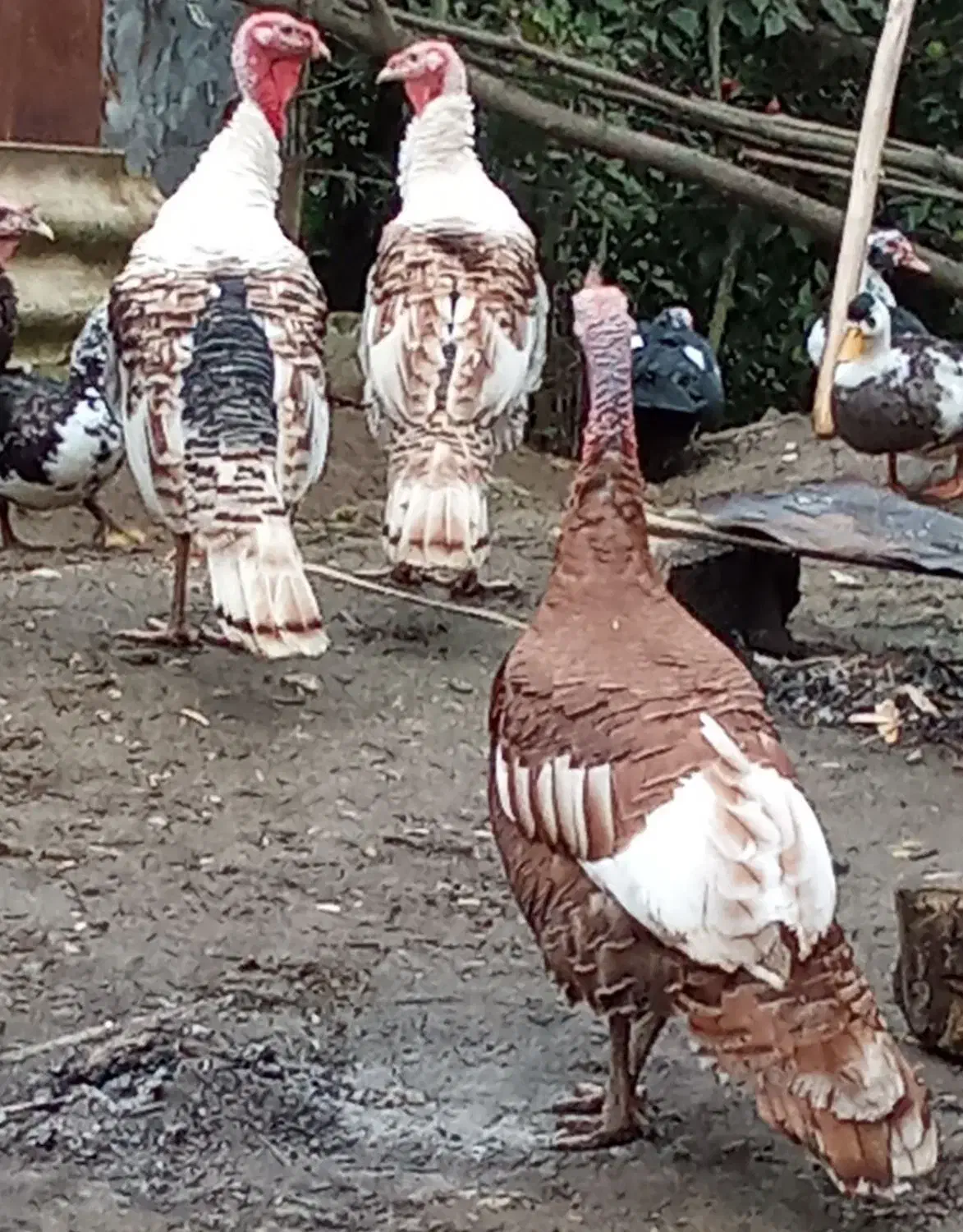 فروش بوقلمون|حیوانات مزرعه|رامسر, |دیوار