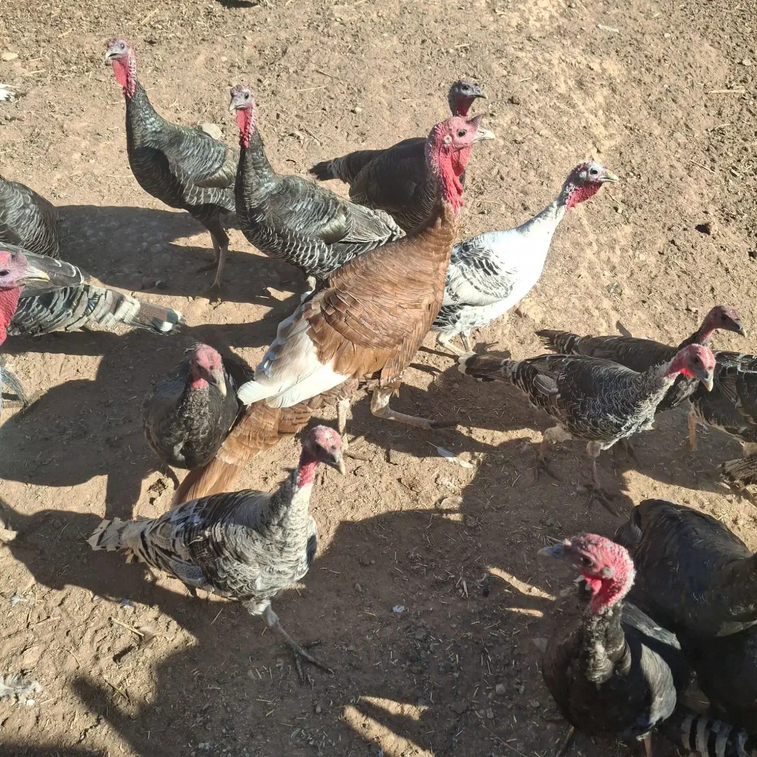 بوقلمون|حیوانات مزرعه|کرج, گلشهر|دیوار