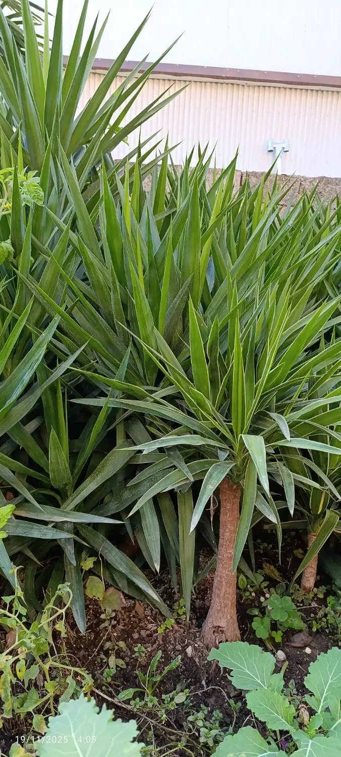 گل یوکا|گل و گیاه طبیعی|عباس‌آباد, |دیوار