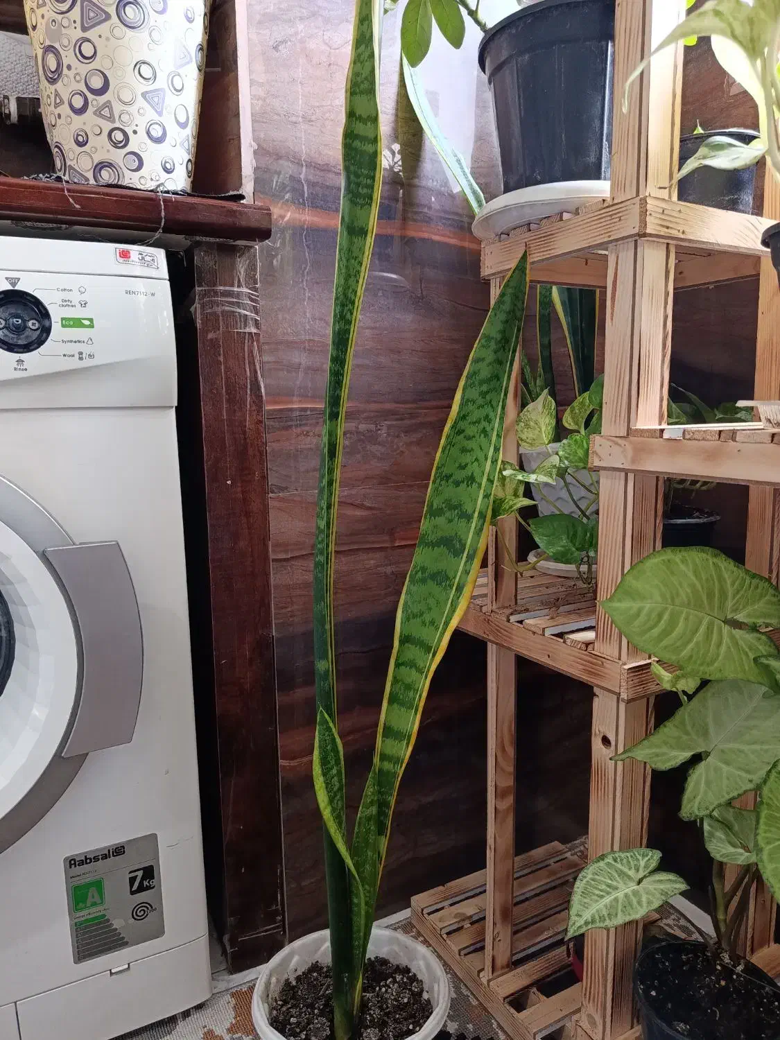 گل سانسوریا|گل و گیاه طبیعی|رشت, پیرکلاچای|دیوار