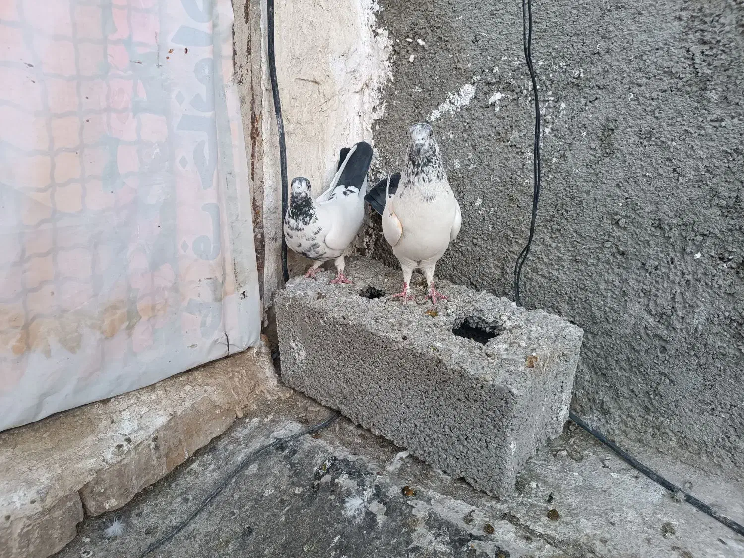 کفتر فروشی|پرنده|ماهدشت, |دیوار