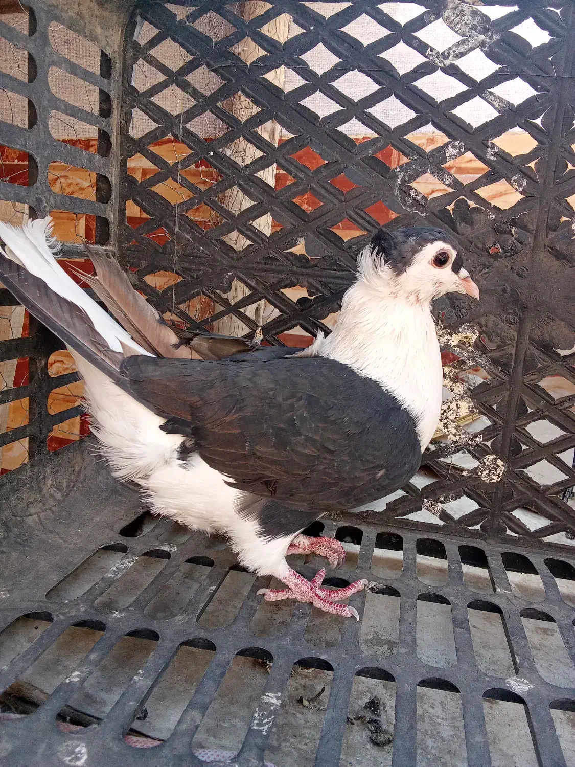 کبوتر ماده ساده|پرنده|زاهدان, |دیوار