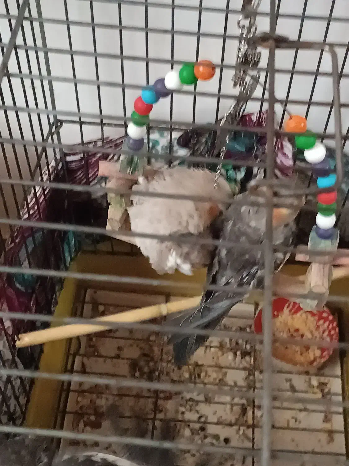 عروس هلندی|پرنده|طاهرگوراب, |دیوار