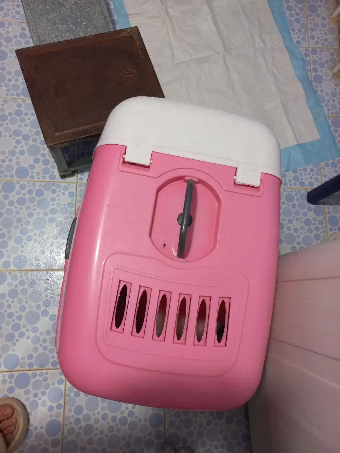 پرشین کت ماده سفید|گربه|ارزوئیه, |دیوار