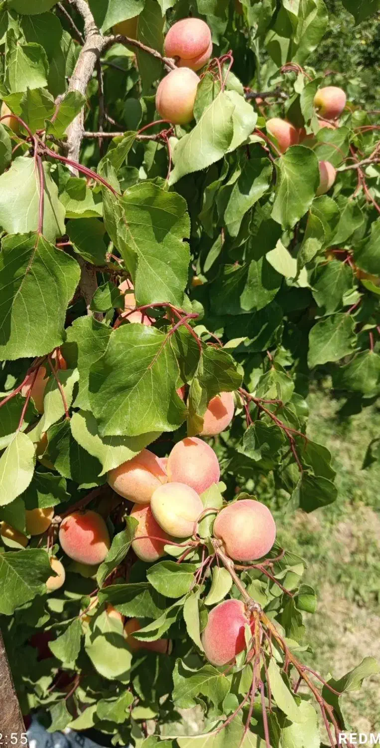 نهال نهالستان|خدمات باغبانی و درختکاری|نوشین شهر, |دیوار