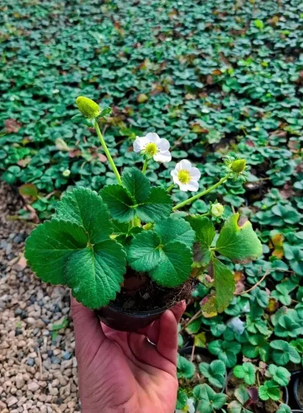 توت فرنگی|گل و گیاه طبیعی|نجف‌آباد, طالقانی|دیوار