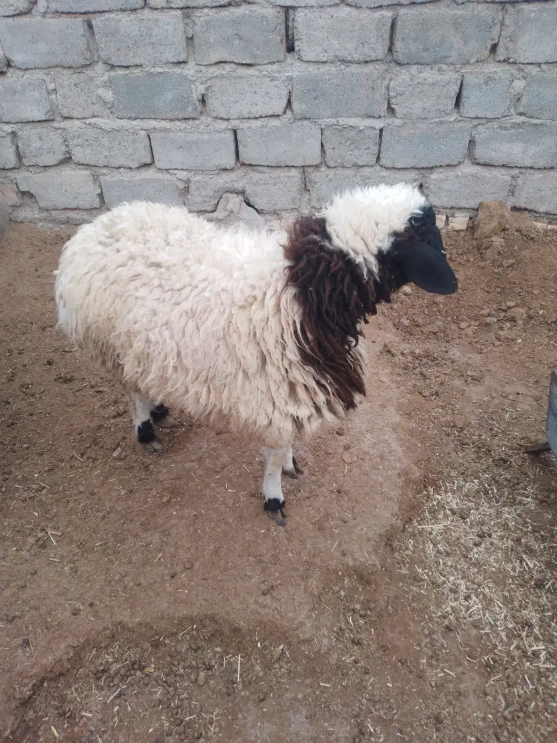 بره نر|حیوانات مزرعه|سده (خراسان جنوبی), |دیوار