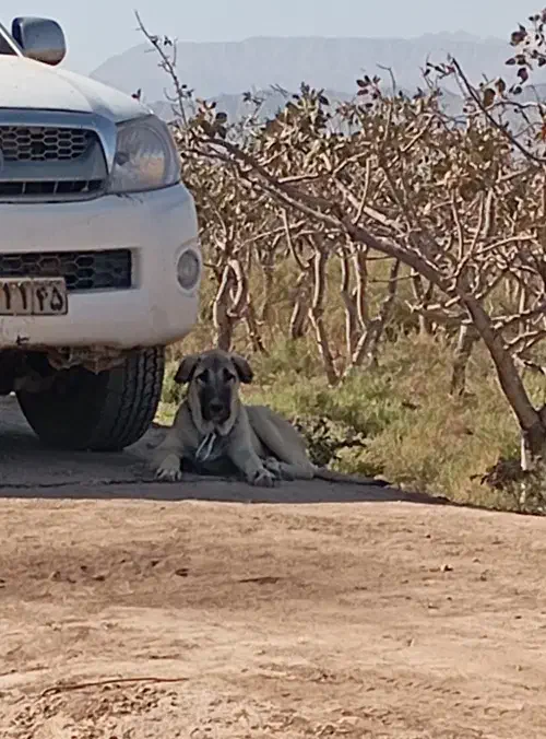 واگذاری توله پژدر اصیل|سگ|کرمان, |دیوار