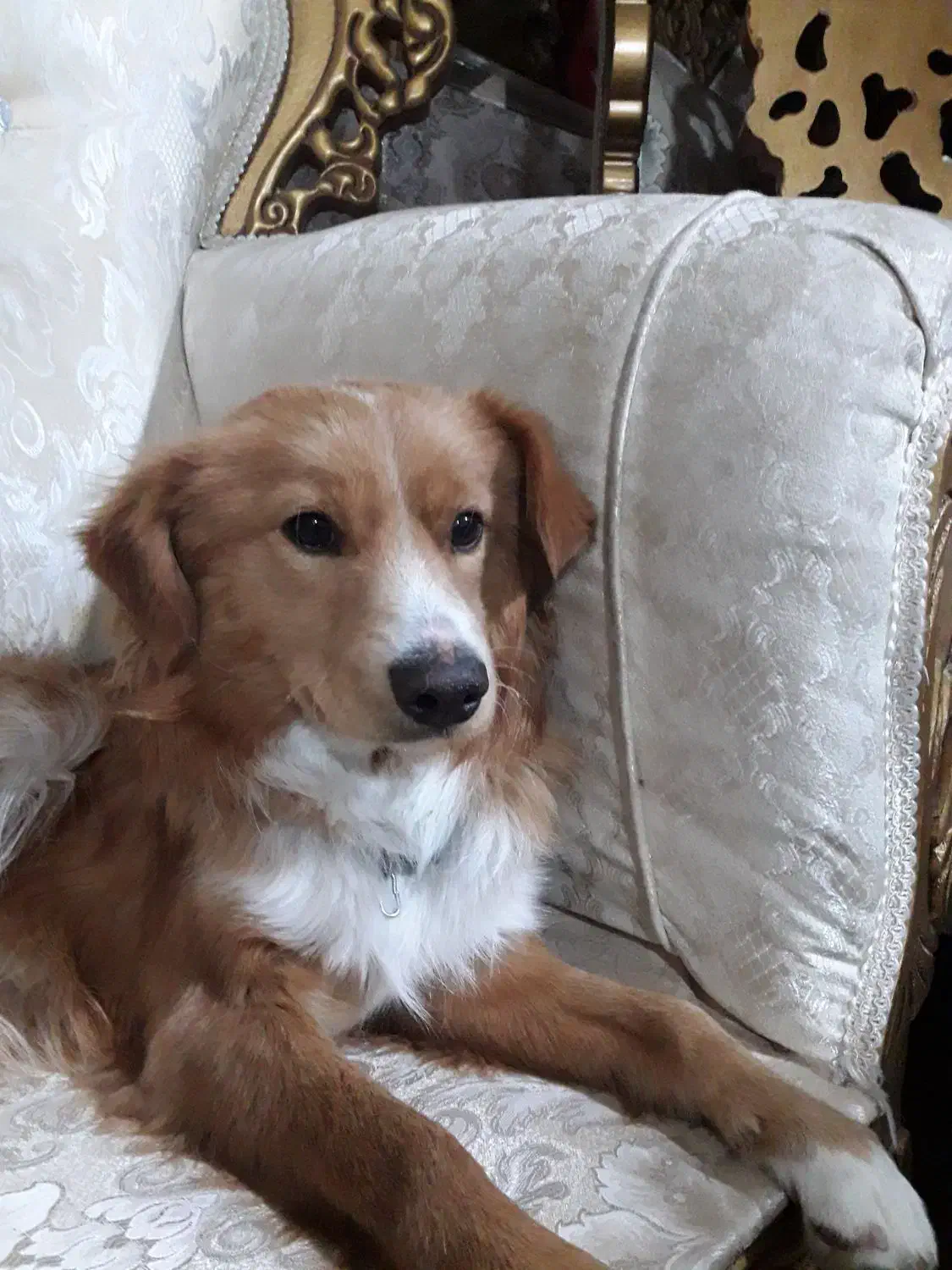 واگزاری سگ اشپیتز|سگ|کامیاران, |دیوار