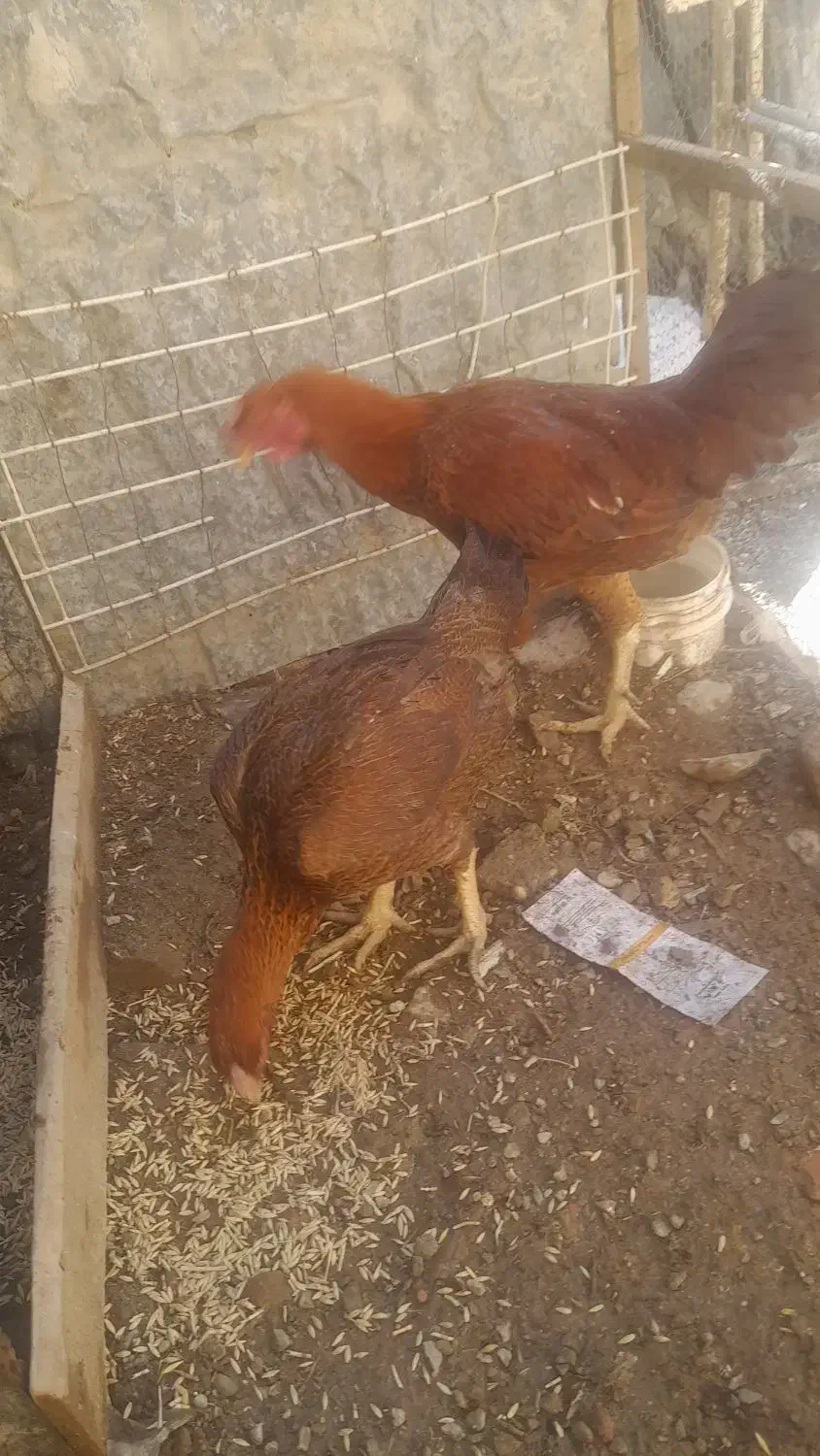 مرغ وخروس لاری|حیوانات مزرعه|مریوان, |دیوار