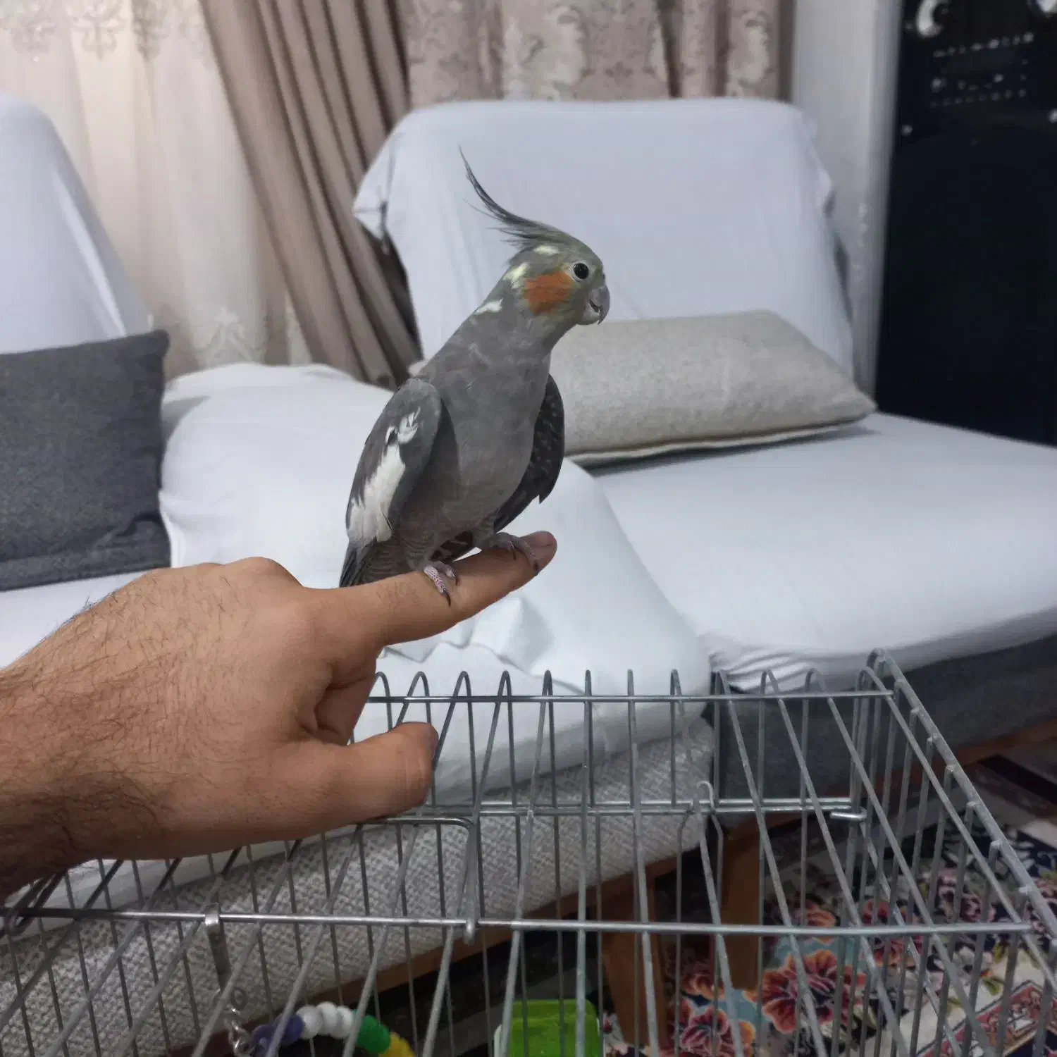 عروس هلندی ۶ماه کاملادستی|پرنده|نسیم‌شهر, |دیوار