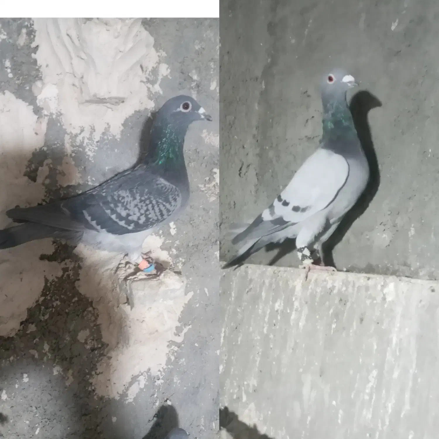 دو جفت آلمانی برای جوجه کشی|پرنده|چناران, |دیوار