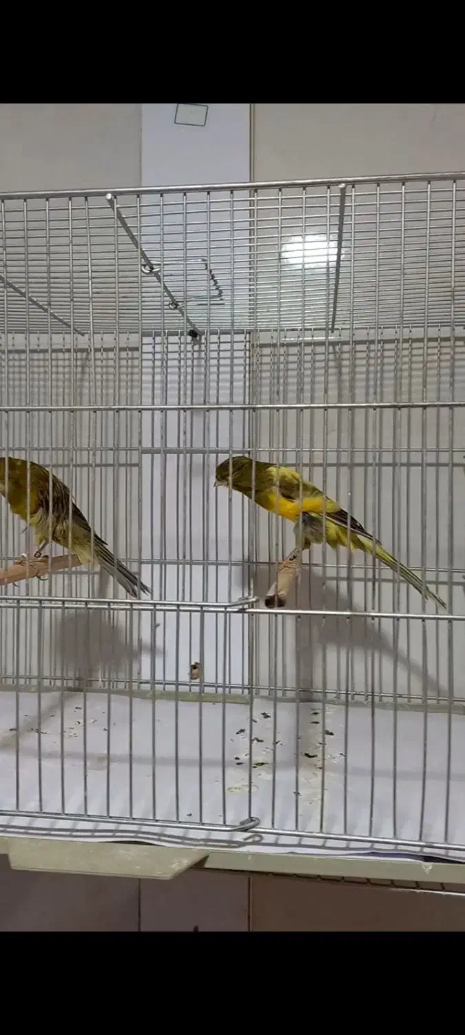 قناری رسمی بلند|پرنده|باغ بهادران, |دیوار