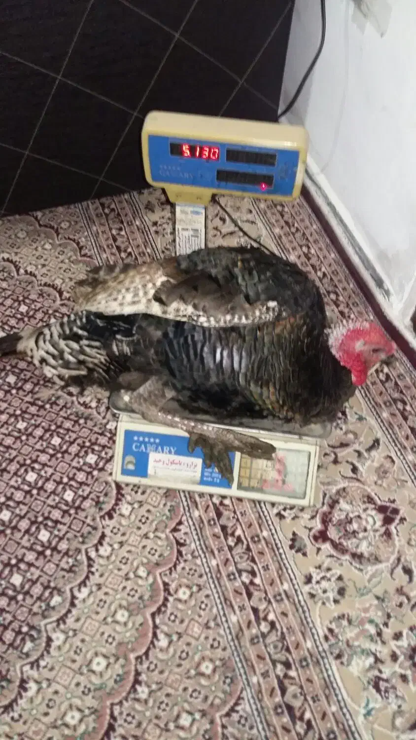 بوقلمون طبیعی|حیوانات مزرعه|اردبیل, |دیوار