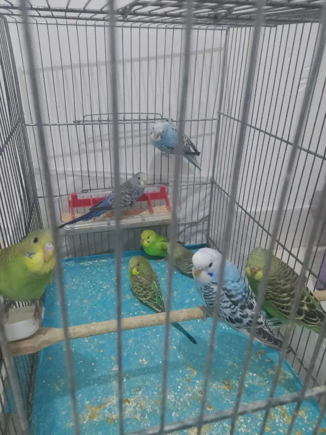 مرغ عشق جوجه و مولد|پرنده|ری, علایین|دیوار