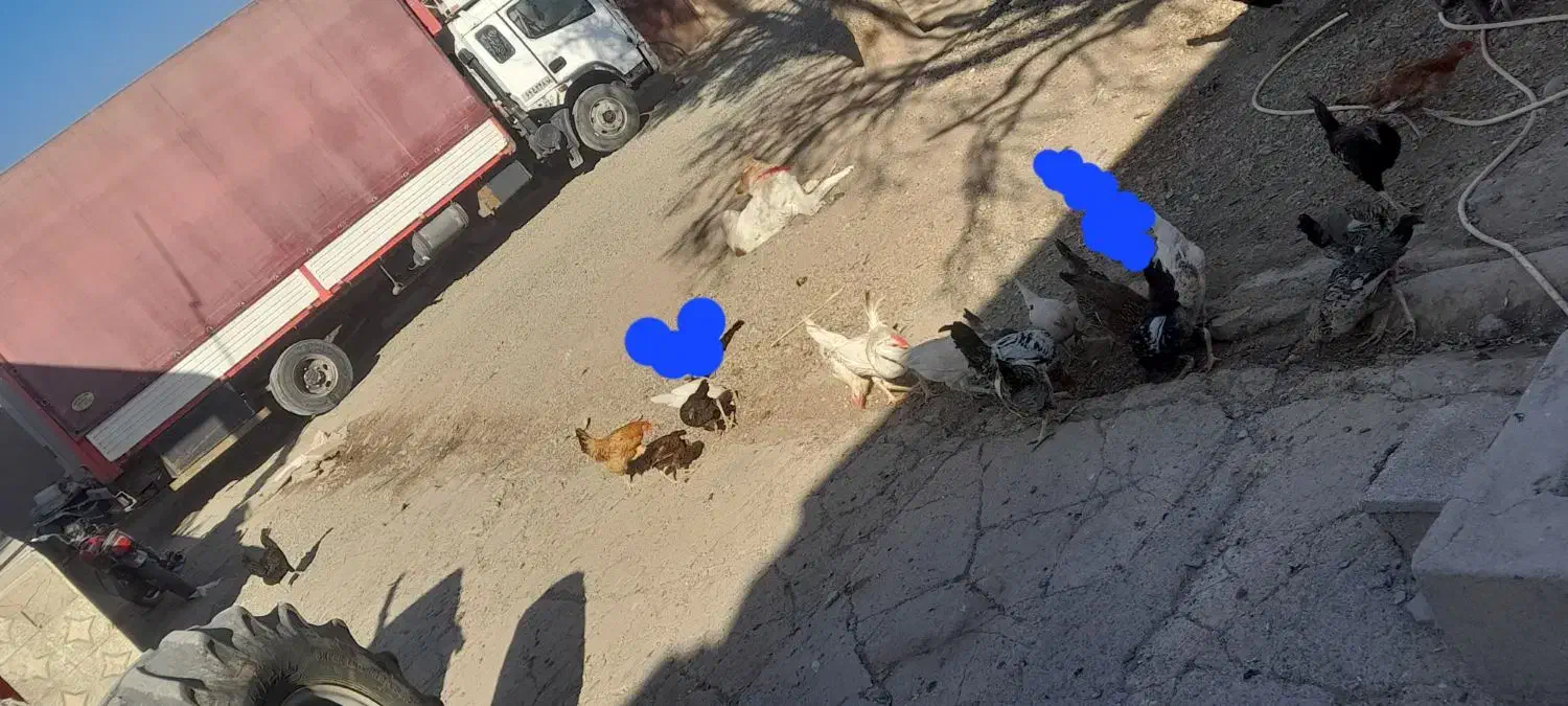 مرغ جوجه|حیوانات مزرعه|ماهیدشت, |دیوار