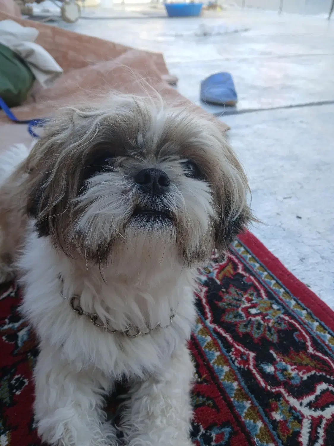 سگ پاکوتا نژاد شیتزو|سگ|تبریز, |دیوار