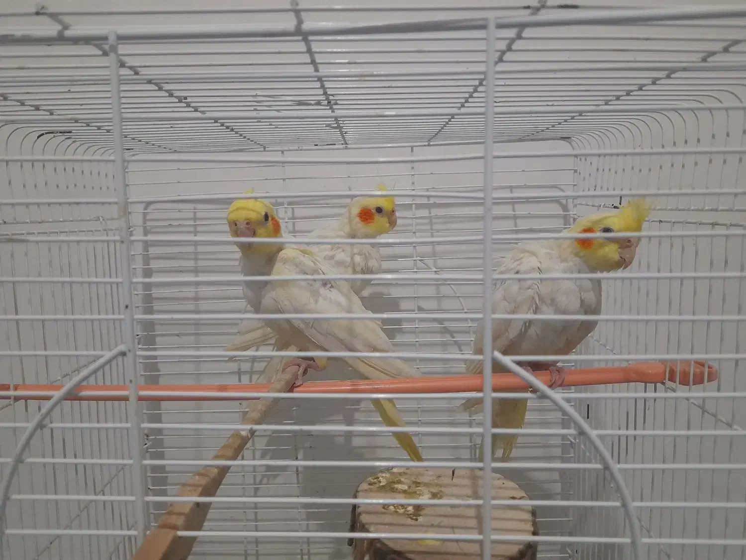 عروس هلندی|پرنده|رشت, ولکس|دیوار