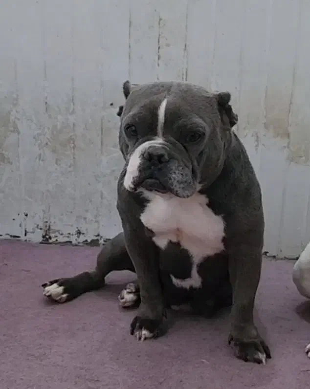 بولی|سگ|بومهن, |دیوار