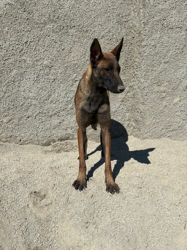 توله مالینویز اصیل|سگ|تهران, سردارجنگل|دیوار