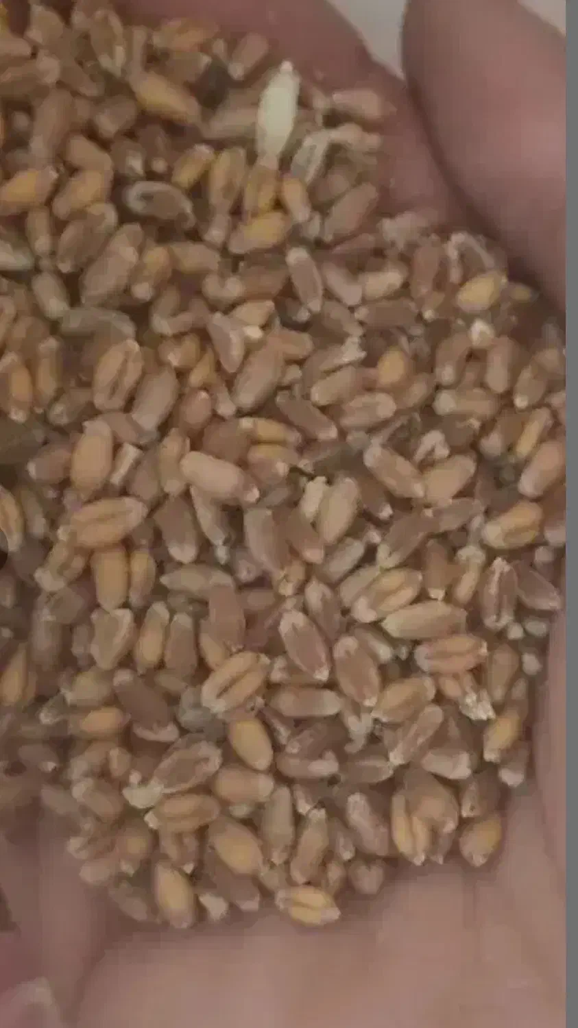 بذر گندم ال جی ۵|خدمات باغبانی و درختکاری|خدا آفرین, |دیوار