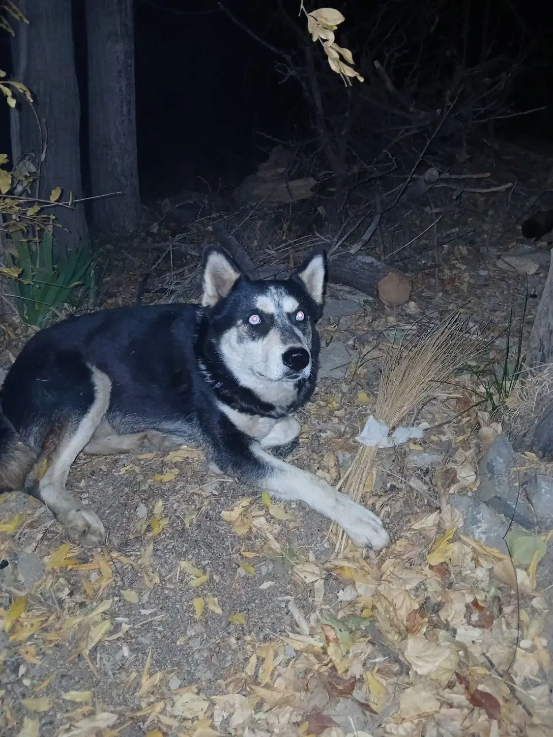 سگ هاسکی|سگ|سنندج, |دیوار