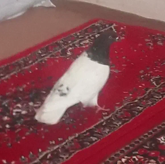 کبوترکودش|گل و گیاه طبیعی|زنجان, |دیوار